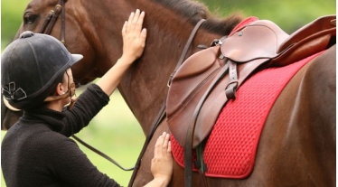 Equine insurance